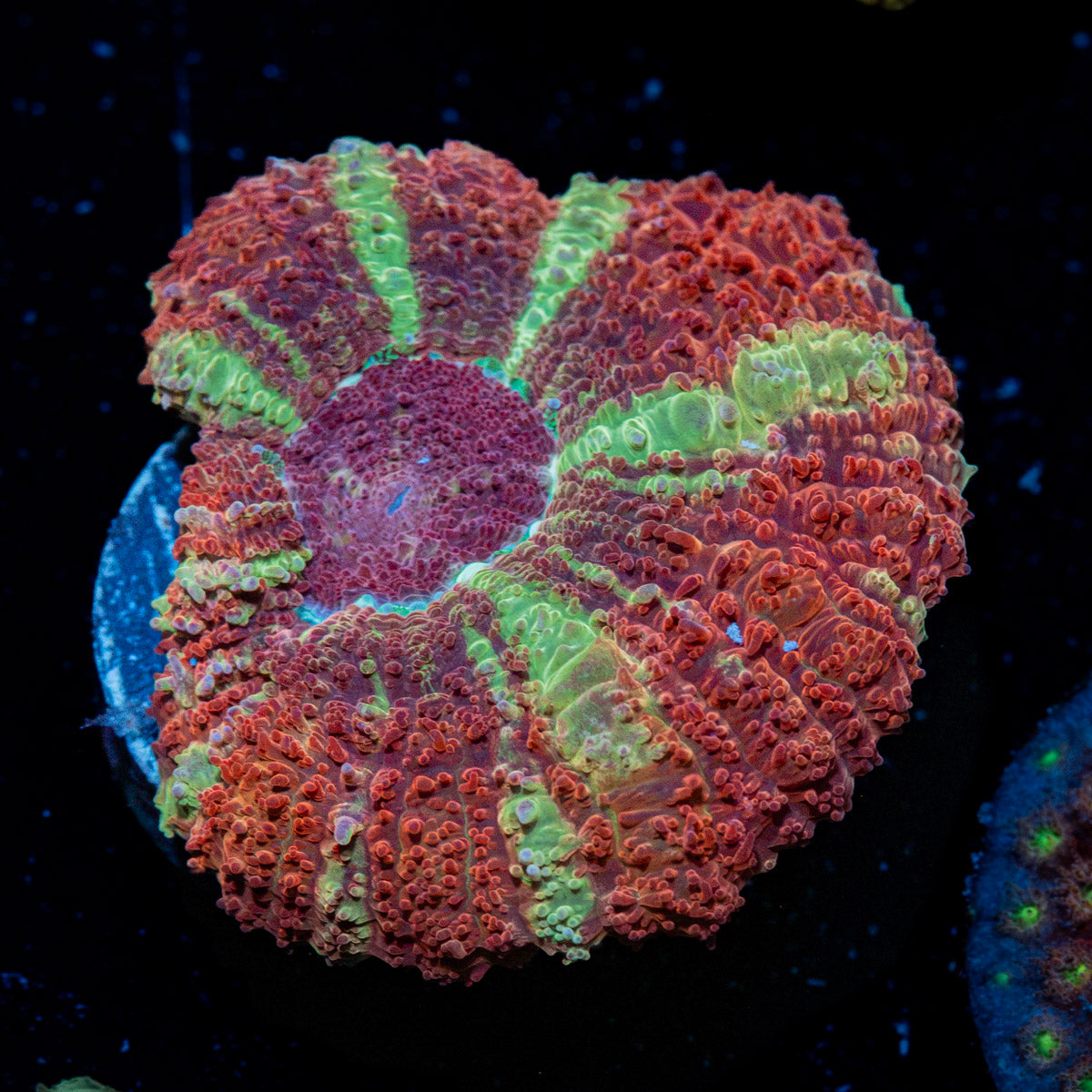 Hypnotic Asian Acan Coral with fleshy polyps in reef aquarium