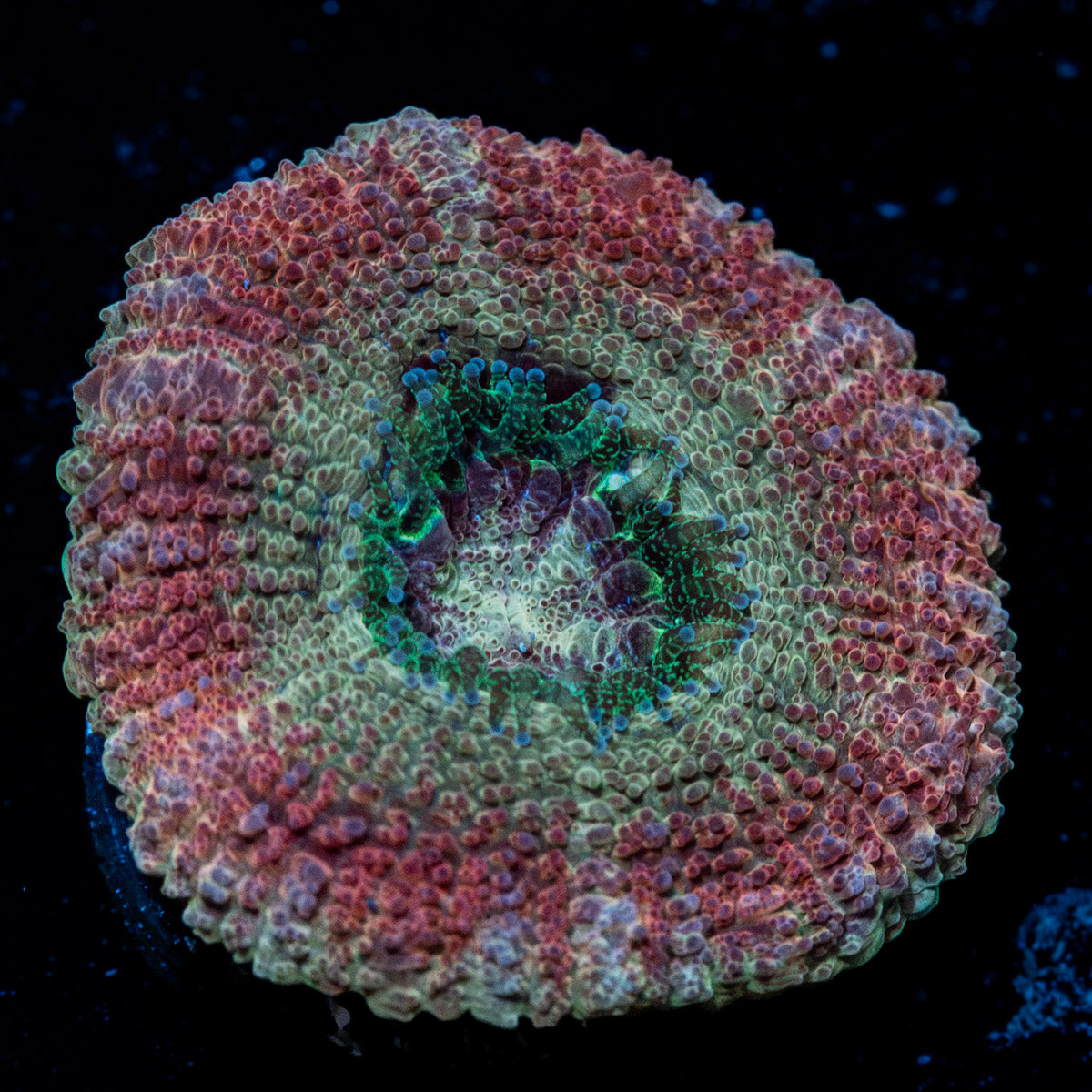 Kirby's Hammer Asian Acan Coral with branching fleshy heads in reef aquarium