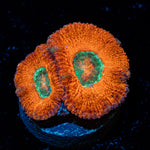 Acan Coral with fleshy polyps in reef aquarium