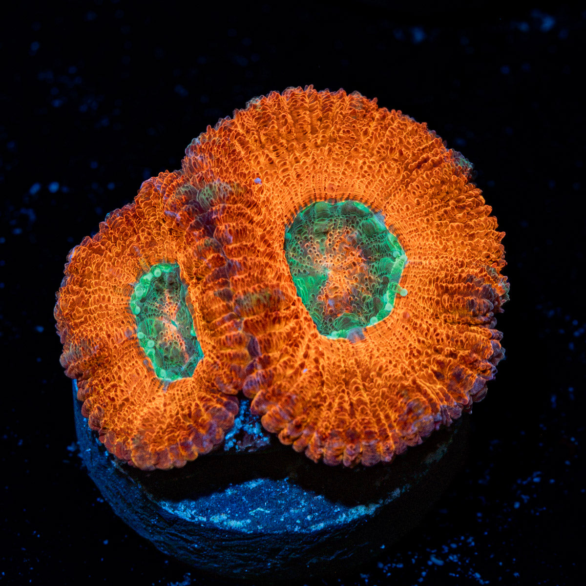 Acan Coral with fleshy polyps in reef aquarium