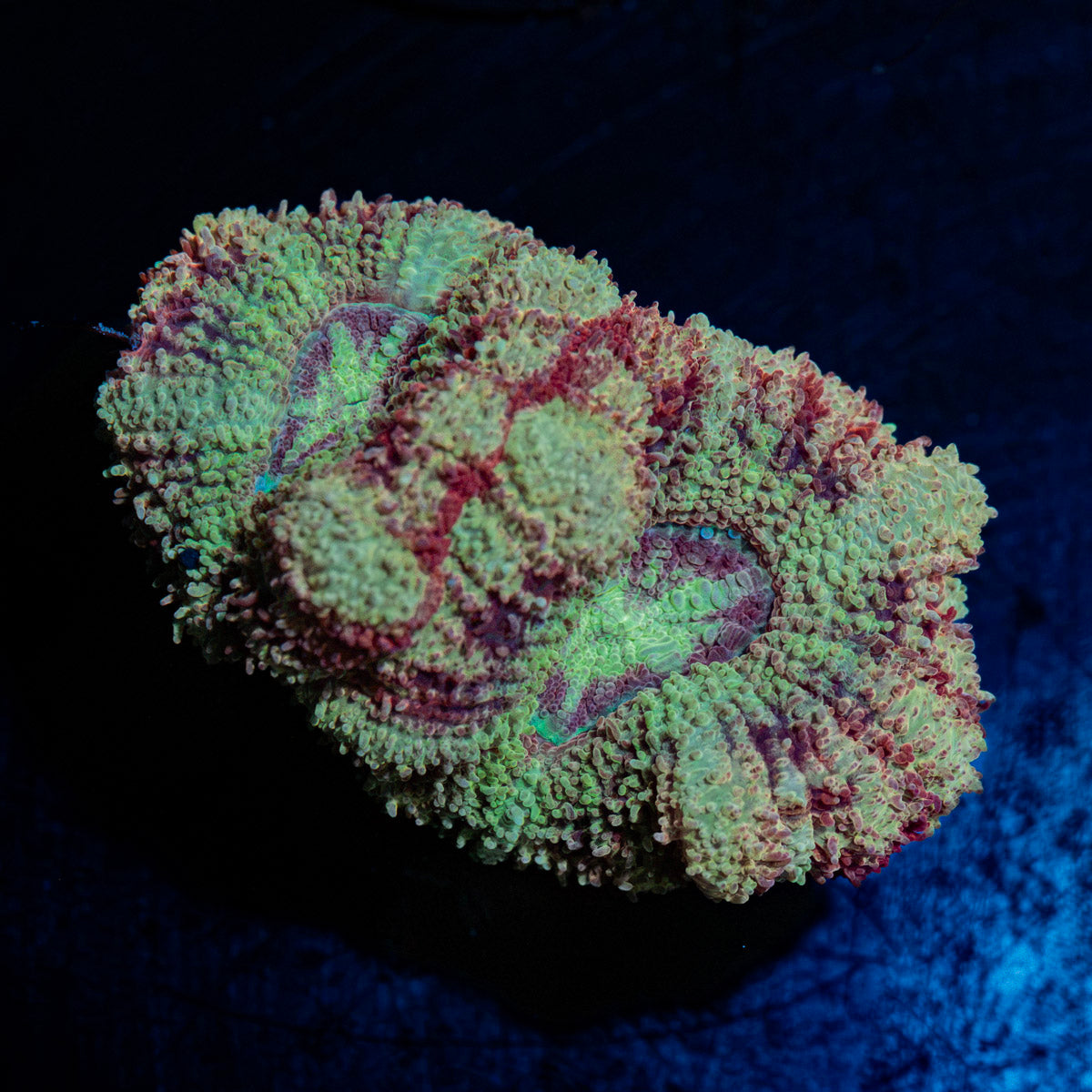 Hawk Eye Asian Acan Coral with fleshy polyps in reef aquarium