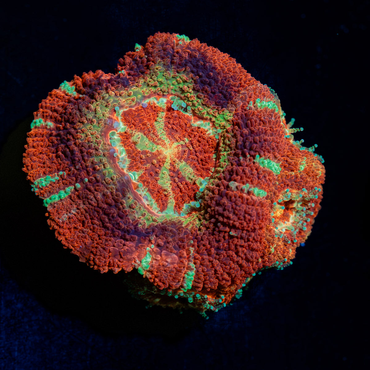 Pirate Hunter Asian Acan Coral with fleshy polyps in reef aquarium