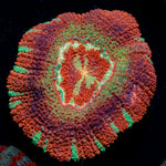Pirate Hunter Asian Acan Coral with fleshy polyps in reef aquarium