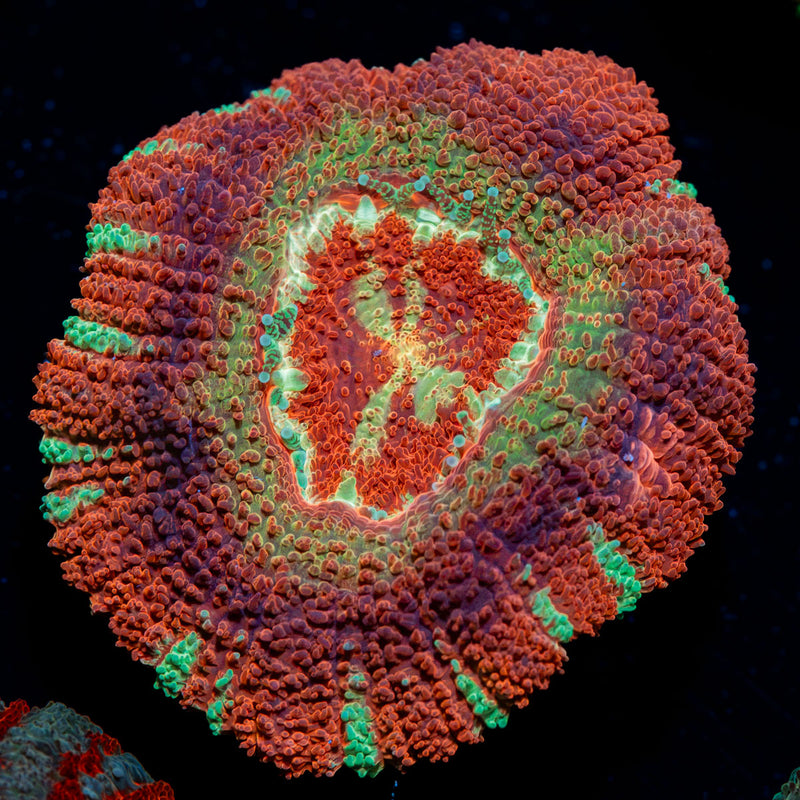 Pirate Hunter Asian Acan Coral with fleshy polyps in reef aquarium