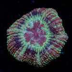 Koloa Eye Asian Acan Coral with fleshy polyps in reef aquarium