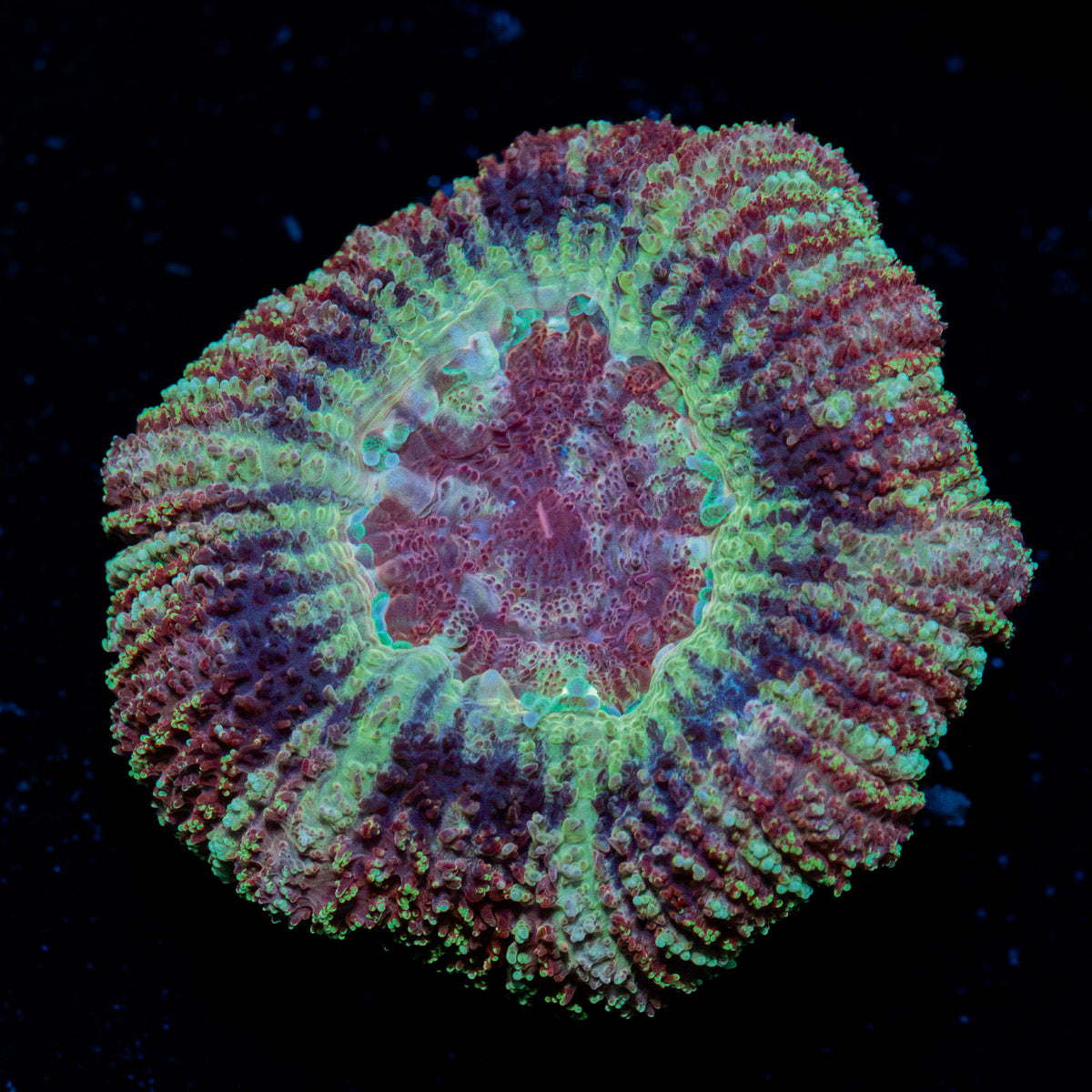 Koloa Eye Asian Acan Coral with fleshy polyps in reef aquarium