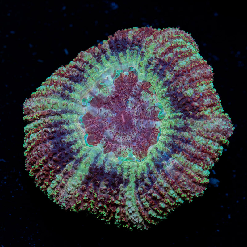 Koloa Eye Asian Acan Coral with fleshy polyps in reef aquarium