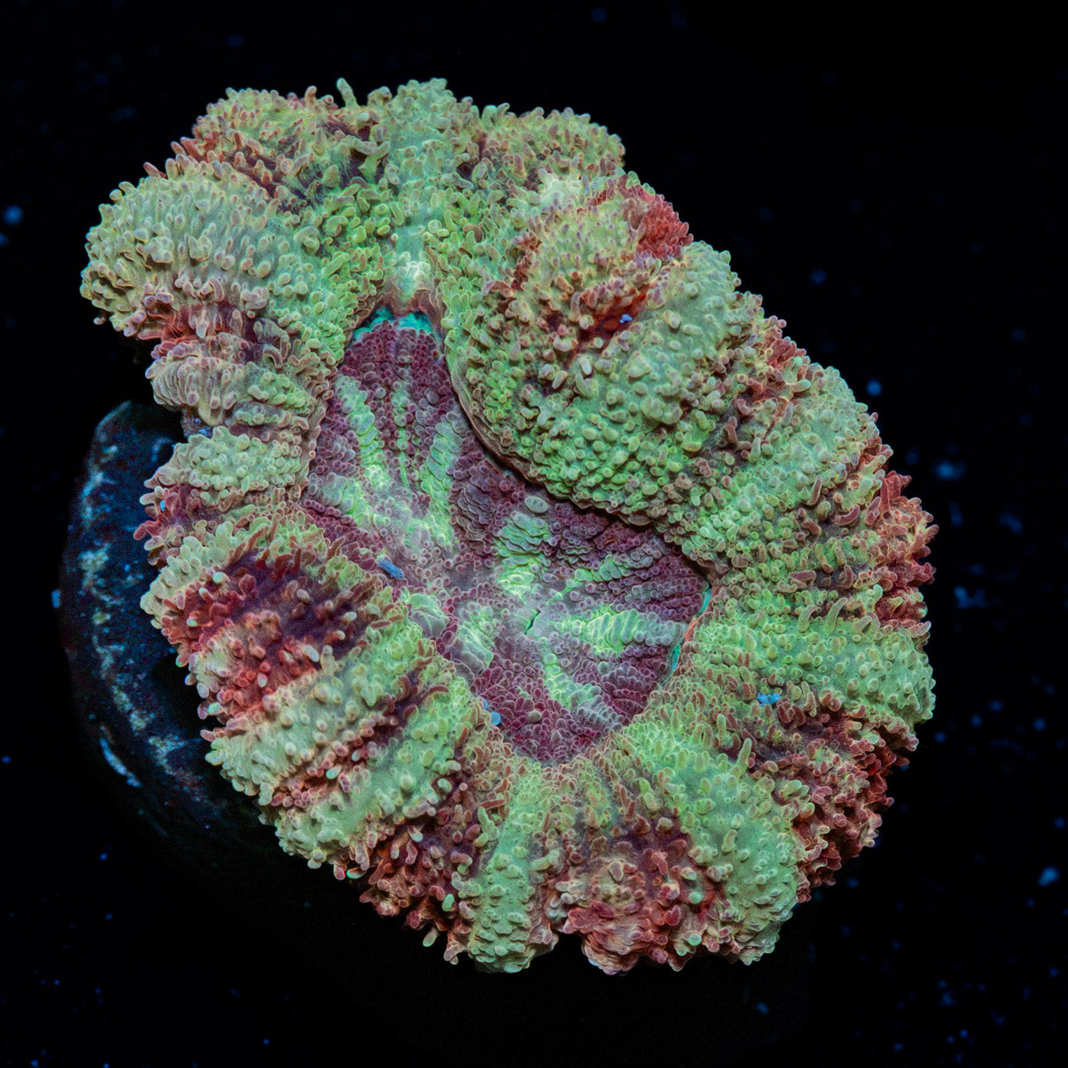 Hawk Eye Asian Acan Coral with fleshy polyps in reef aquarium