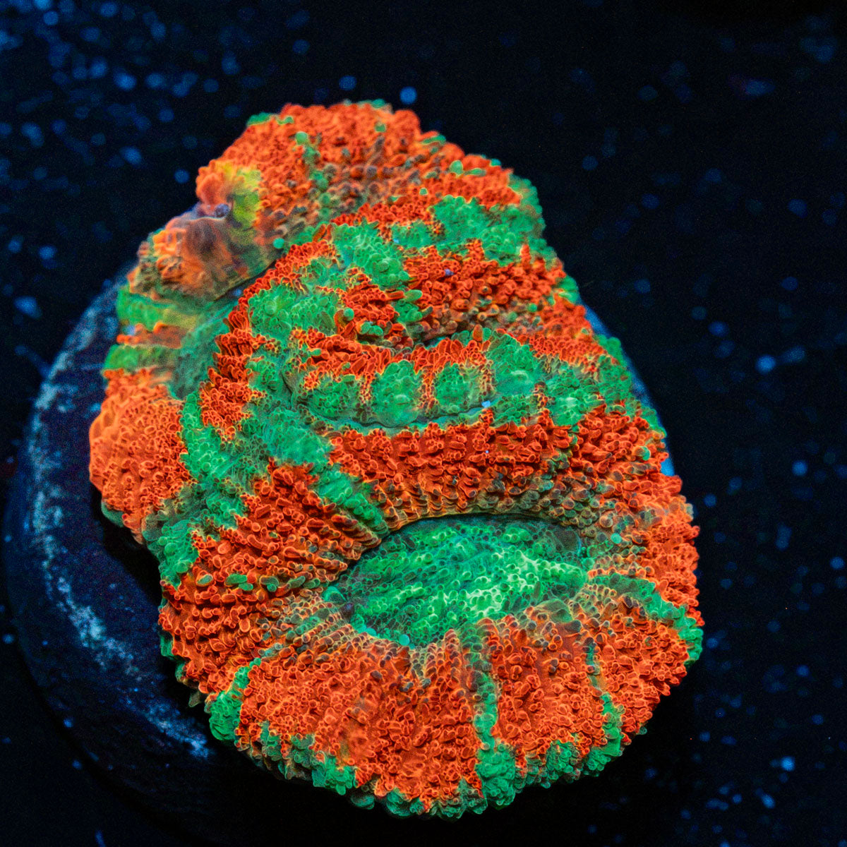 Tony the Tiger Asian Acan Coral with fleshy polyps in reef aquarium