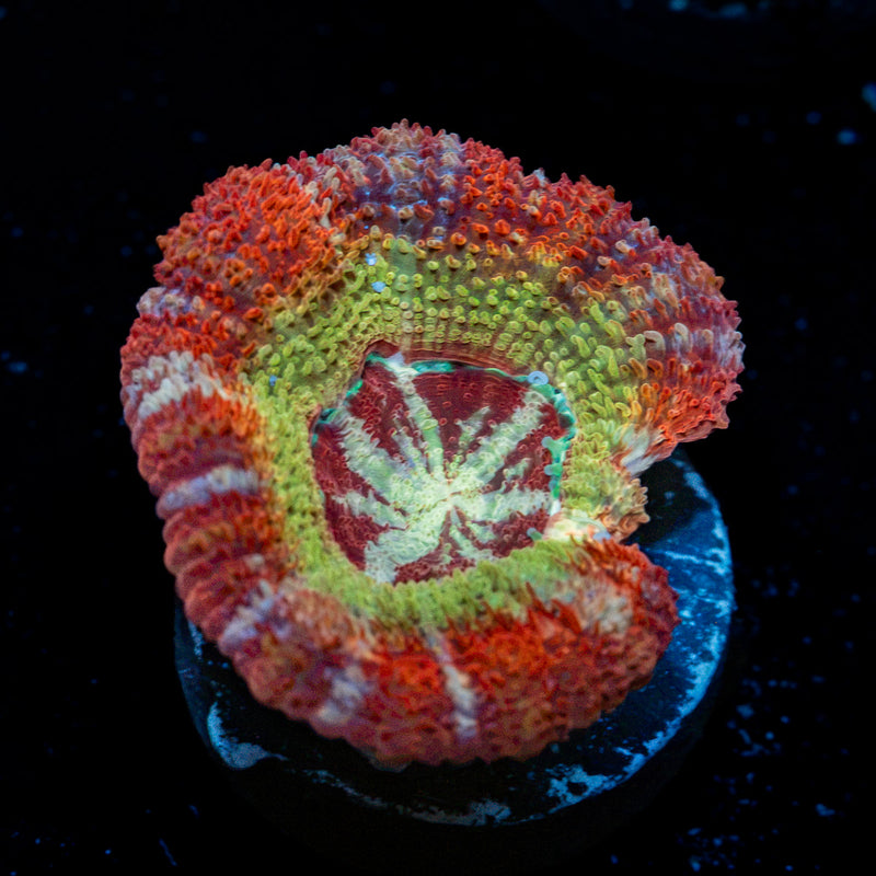 Pirate Hunter Asian Acan Coral with fleshy polyps in reef aquarium