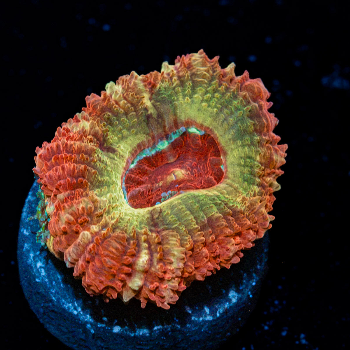 Hades Asian Acan Coral with fleshy polyps in reef aquarium