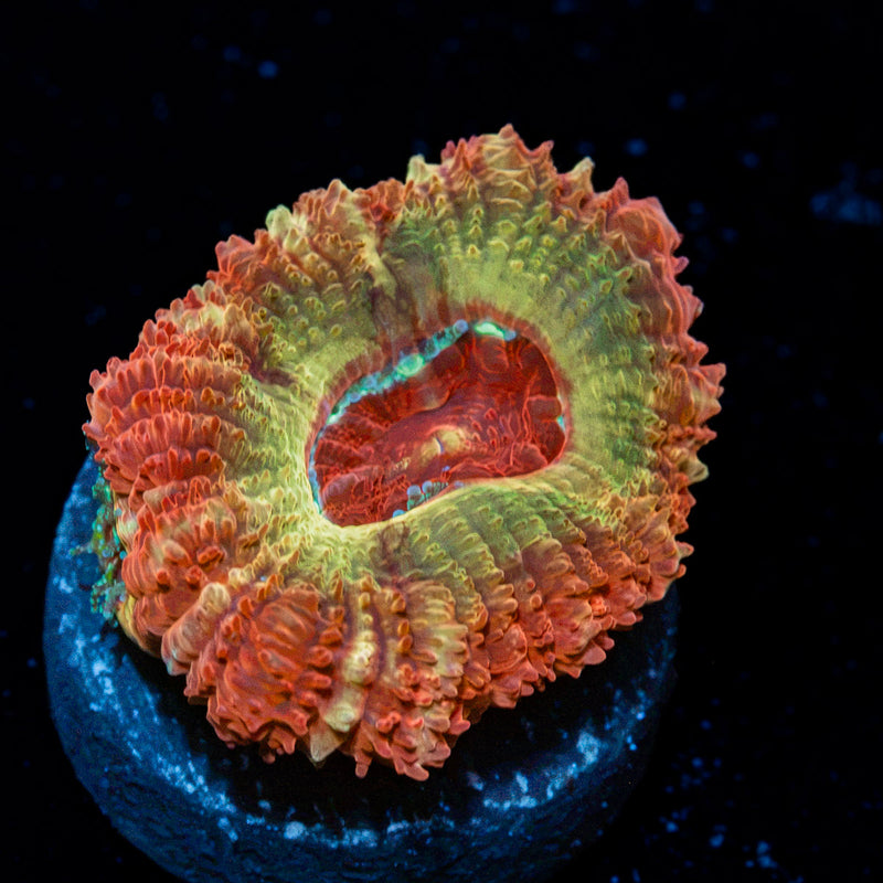 Hades Asian Acan Coral with fleshy polyps in reef aquarium