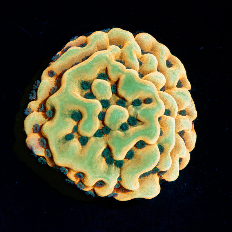 Beach Bum Montipora Coral with branching growth in reef aquarium