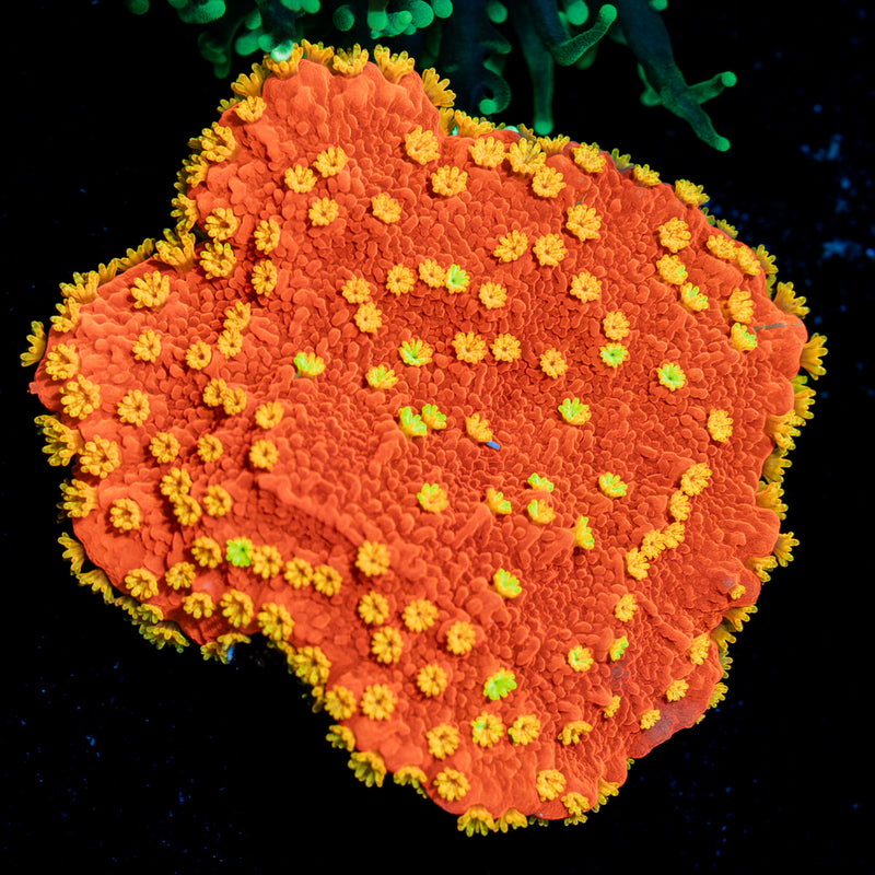 Sunburst Montipora Coral with branching growth in reef aquarium