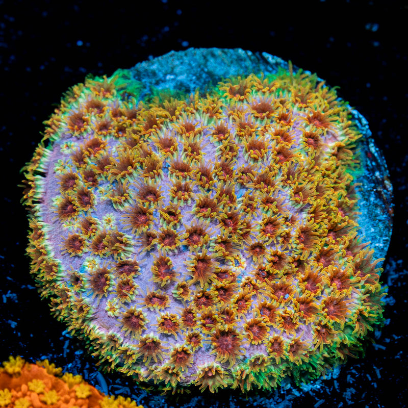 Skittles Bomb Cyphastrea Coral with encrusting growth in reef aquarium