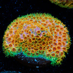 Skittles Bomb Cyphastrea Coral with encrusting growth in reef aquarium