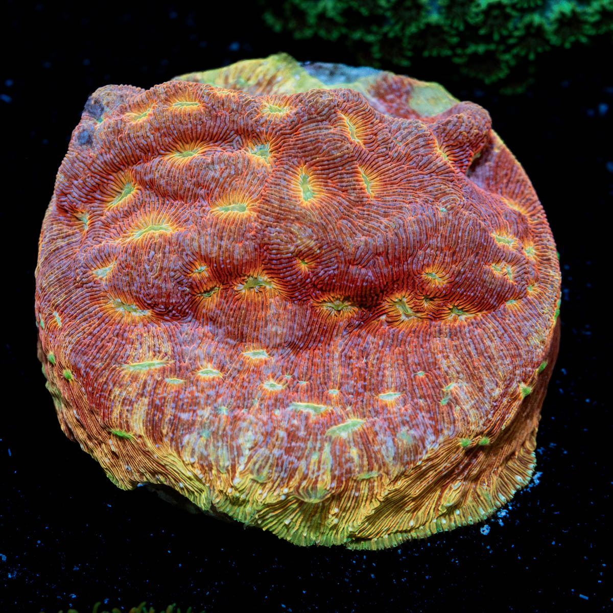 Klepto Lepto Coral with encrusting growth in reef aquarium