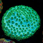 Seagrass Cyphastrea Coral with encrusting growth in reef aquarium