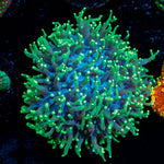 Green Hairy Mushroom Coral with mushroom disc in reef aquarium