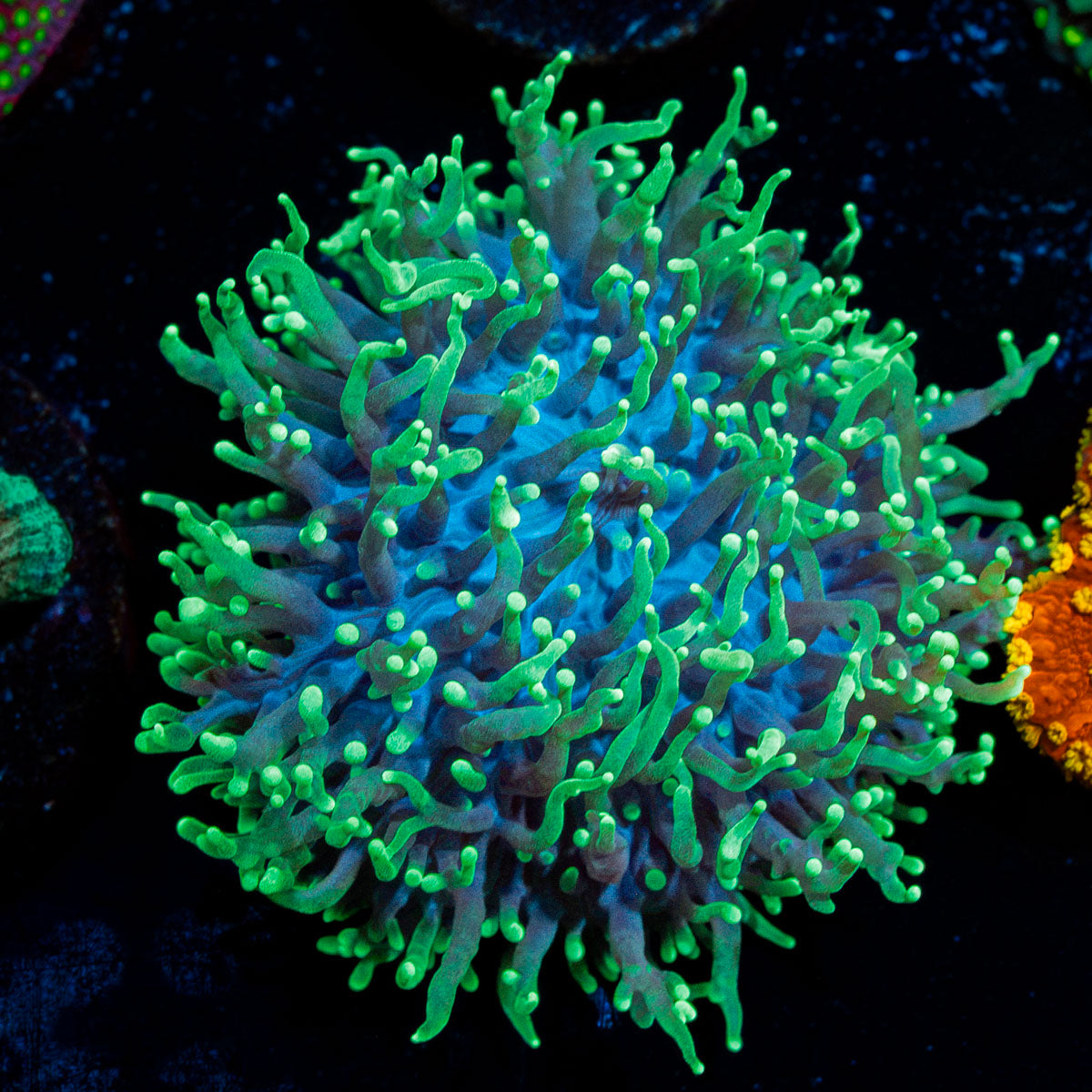 Green Hairy Mushroom Coral with mushroom disc in reef aquarium
