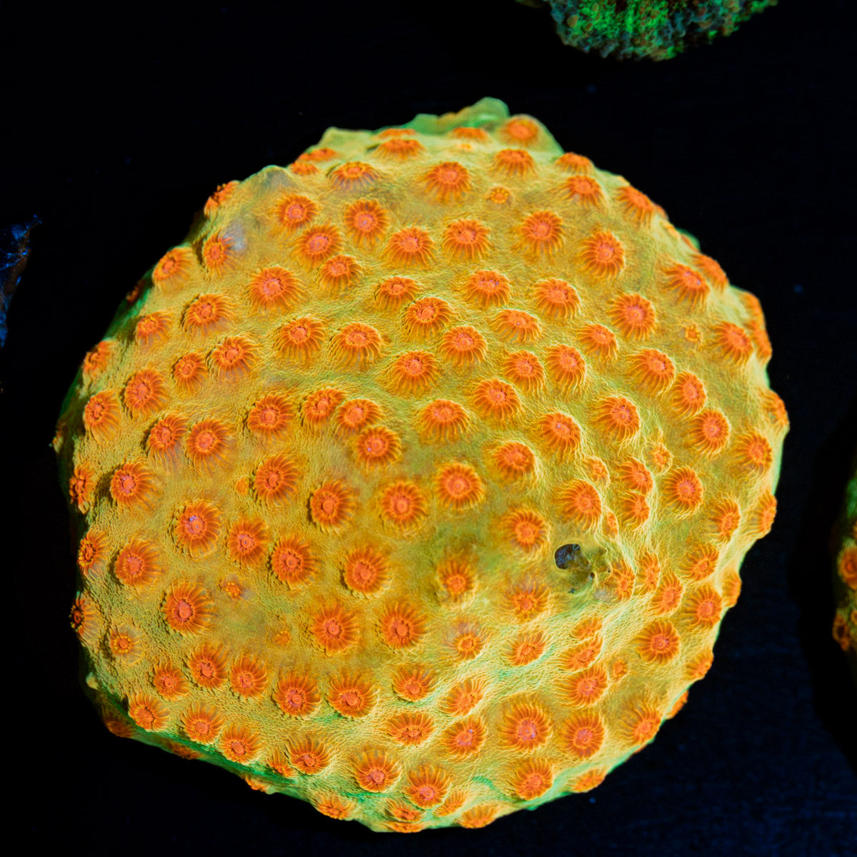 Defcon Cyphastrea Coral with encrusting growth in reef aquarium conditions