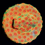 Defcon Cyphastrea Coral with encrusting growth in reef aquarium