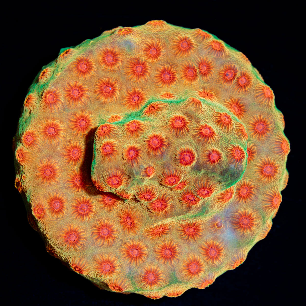 Defcon Cyphastrea Coral with encrusting growth in reef aquarium