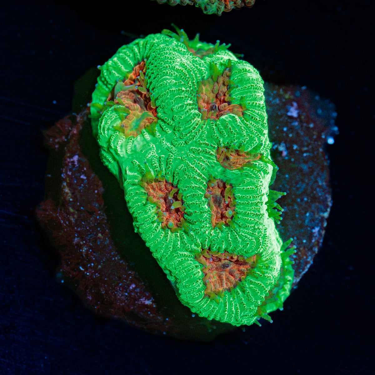 Poison Dart Frog Favia Coral with encrusting growth in reef aquarium