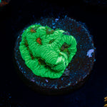 Poison Dart Frog Favia Coral with encrusting growth in reef aquarium
