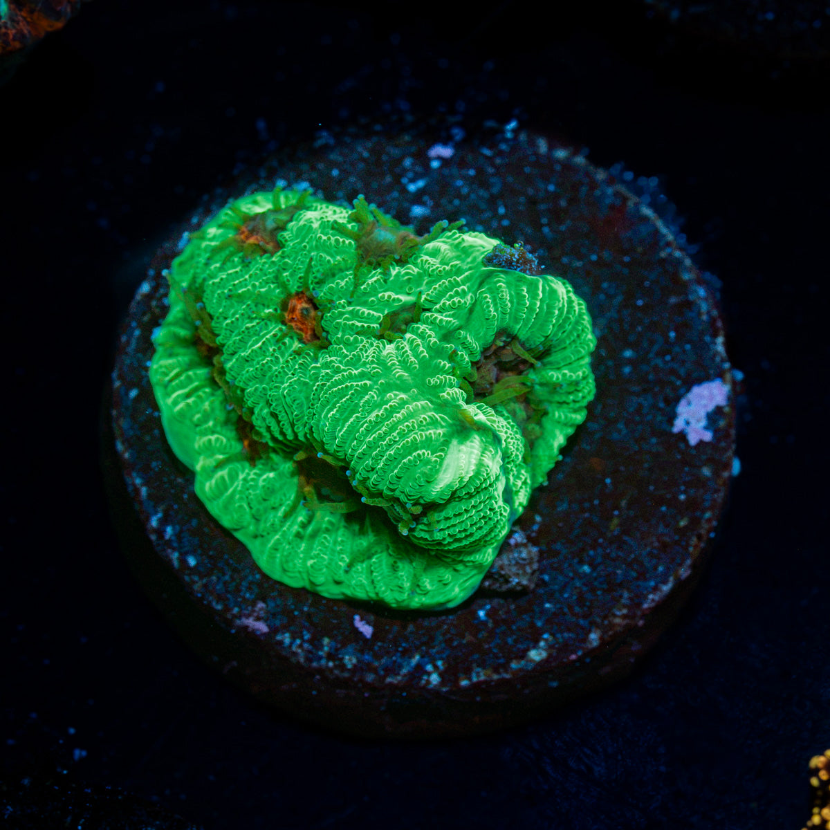 Poison Dart Frog Favia Coral with encrusting growth in reef aquarium