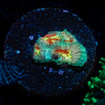 Ass Fungus Favia Coral with encrusting growth in reef aquarium