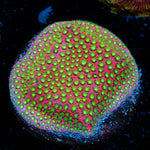 Electric Daisy Stylocoeniella with encrusting growth in reef aquarium
