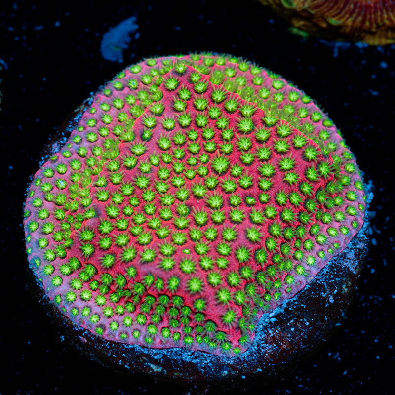 Electric Daisy Stylocoeniella with encrusting growth in reef aquarium