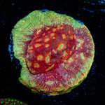 Klepto Lepto Coral with encrusting growth in reef aquarium