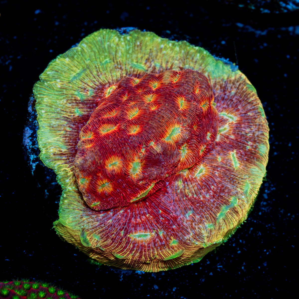 Klepto Lepto Coral with encrusting growth in reef aquarium