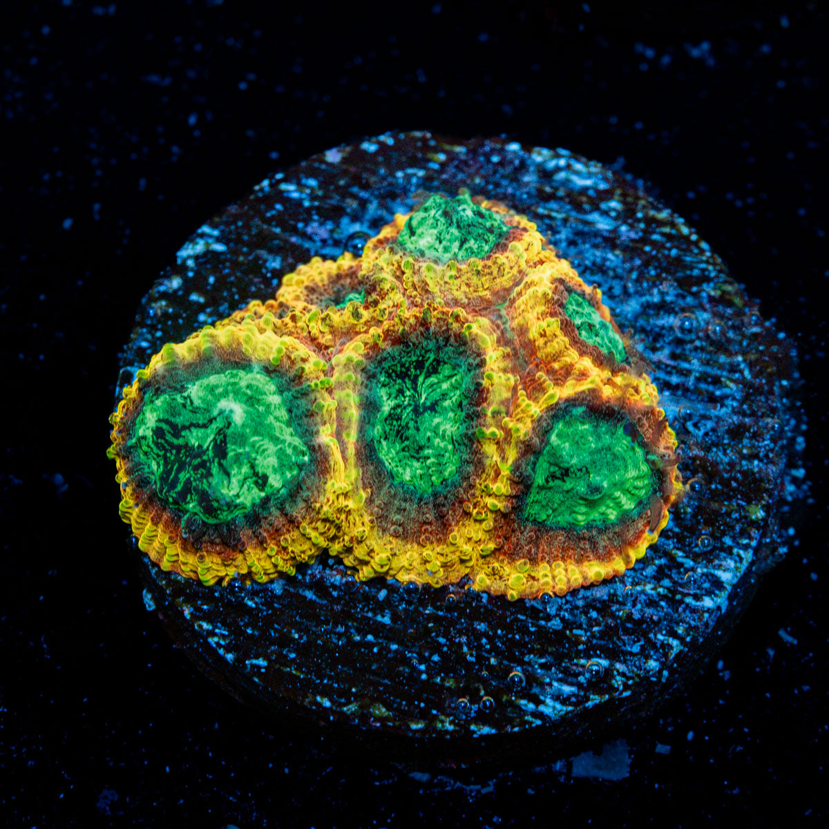 Yellow Submarine Favia Coral with large-polyp stony growth in reef aquarium