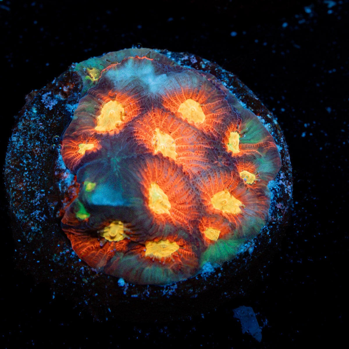 Toro Bravo Favia Coral with encrusting growth in reef aquarium