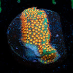 Close Encounter Stylocoeniella coral with encrusting growth in reef aquarium