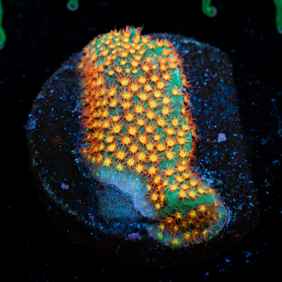 Close Encounter Stylocoeniella coral with encrusting growth in reef aquarium