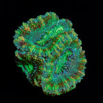 Acan Coral with fleshy polyps in reef aquarium