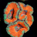 Acan Coral with fleshy polyps in reef aquarium