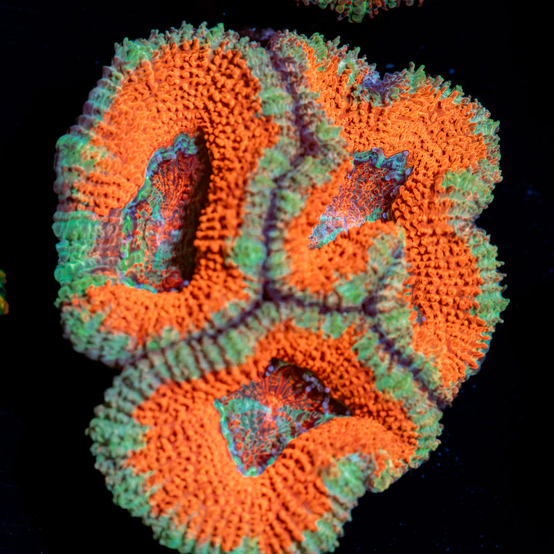Acan Coral with fleshy polyps in reef aquarium