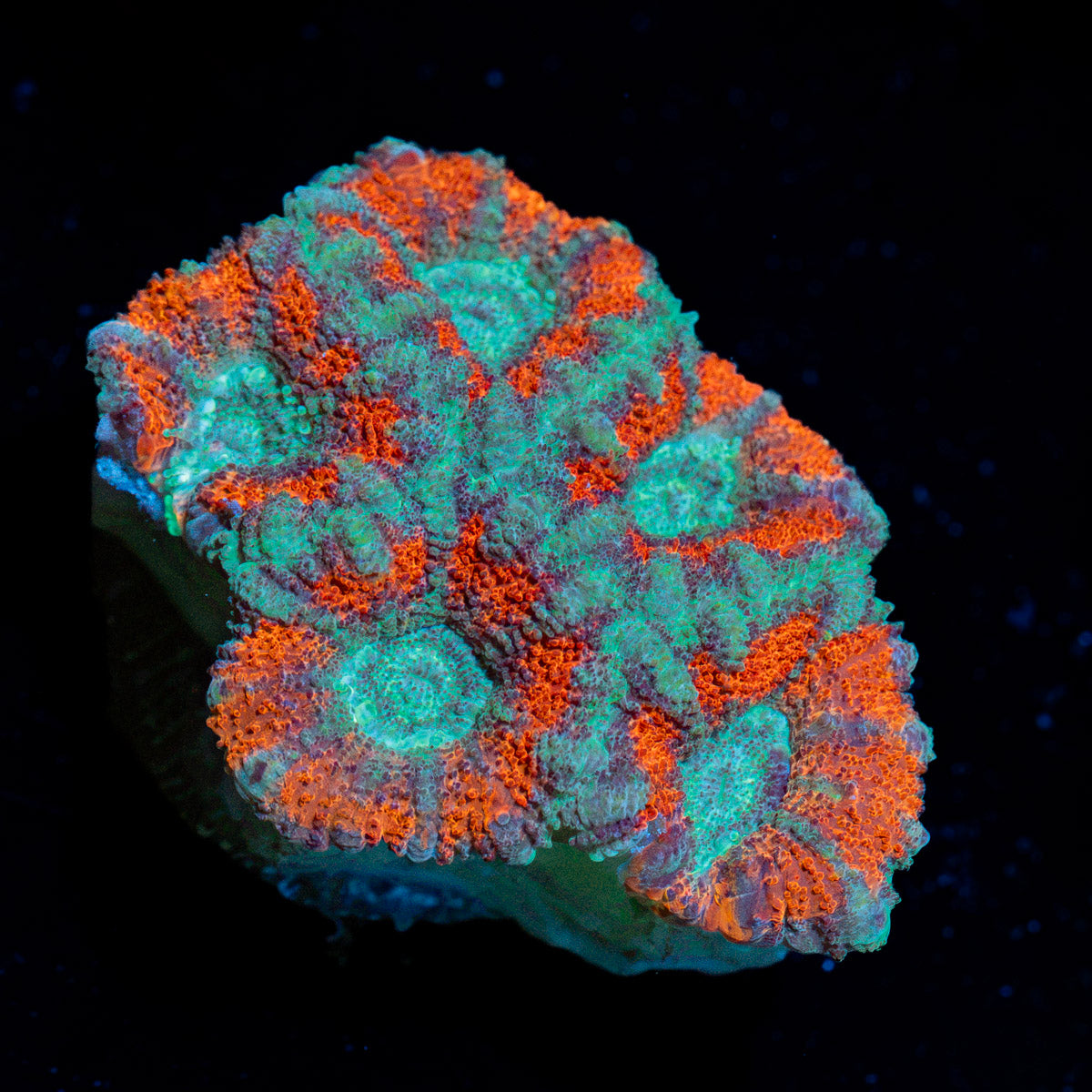 Acan Coral with fleshy polyps in reef aquarium
