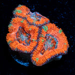 Acan Coral with fleshy polyps in reef aquarium