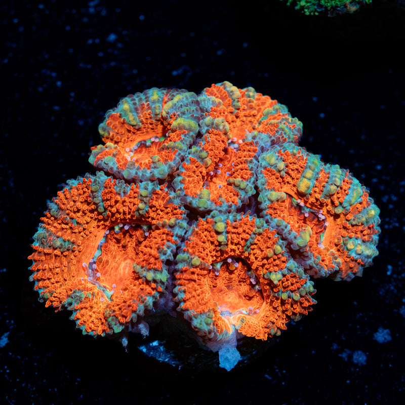 Acan Coral with fleshy polyps in reef aquarium