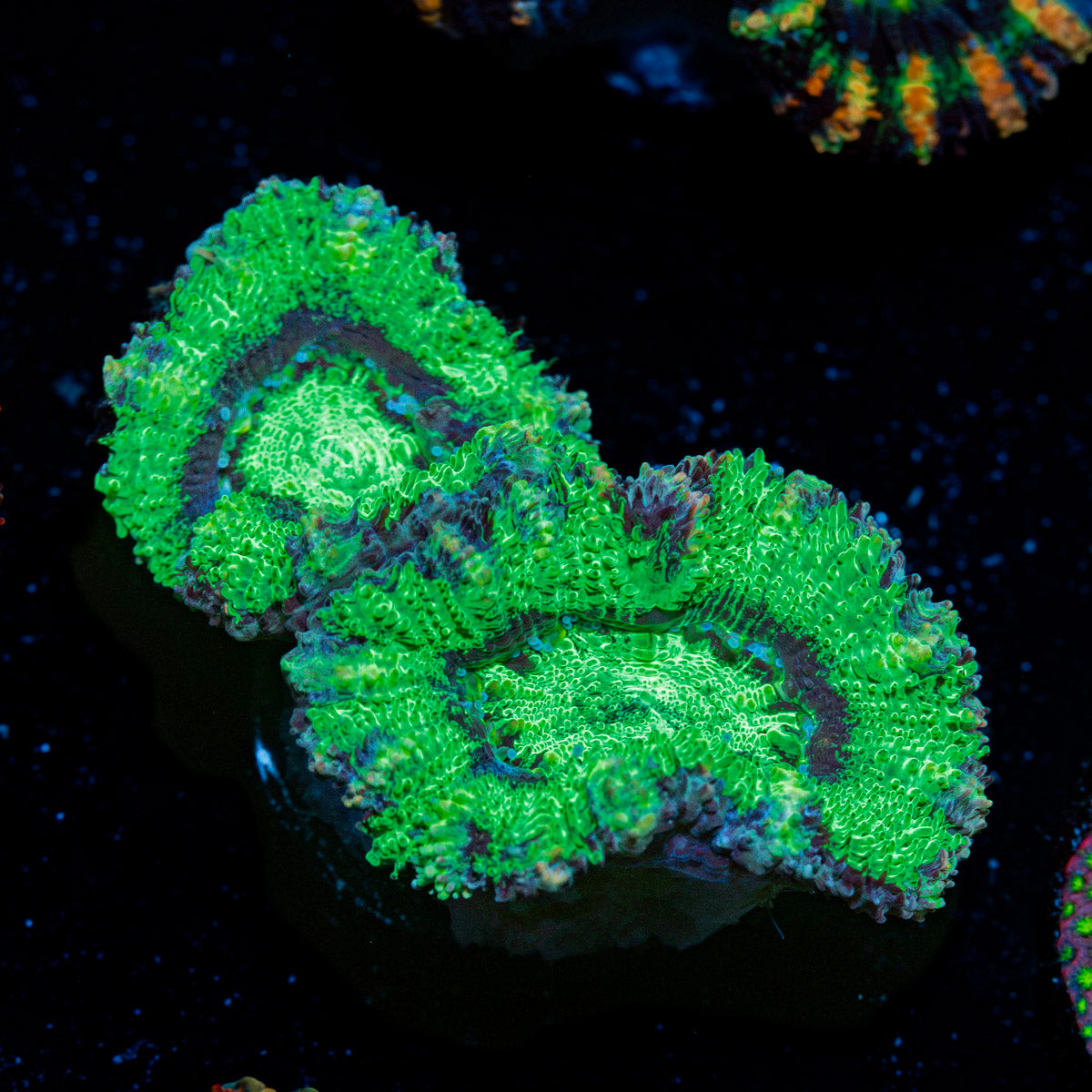 Acan Coral with fleshy polyps in reef aquarium