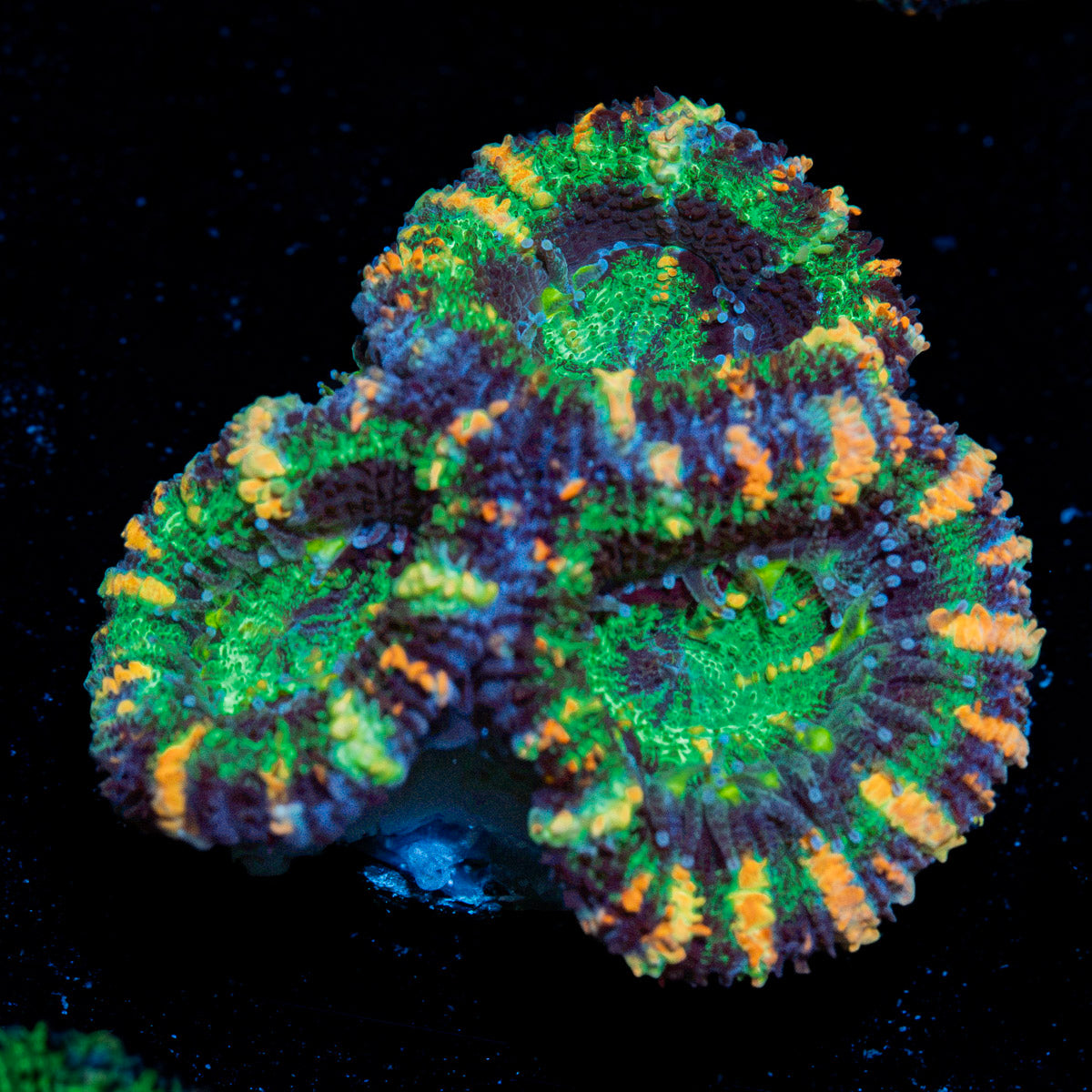 Acan Coral with fleshy polyps in reef aquarium