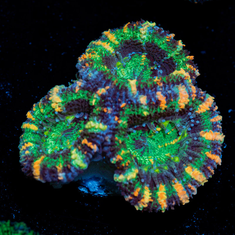 Acan Coral with fleshy polyps in reef aquarium