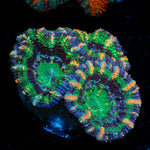 Acan Coral with fleshy polyps in reef aquarium
