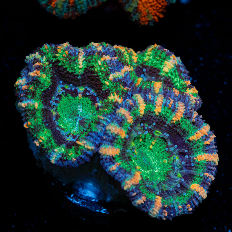 Acan Coral with fleshy polyps in reef aquarium